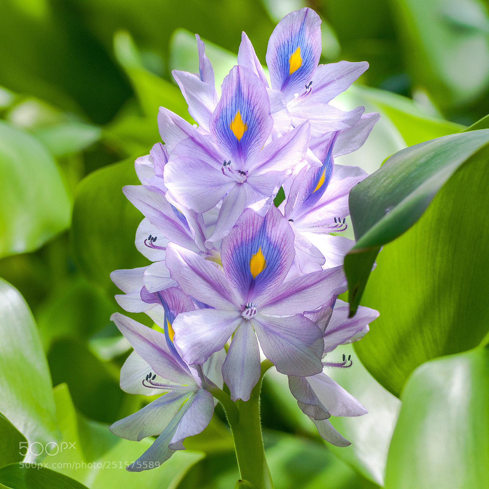 Nikon D5000 sample photo. Orchid photography