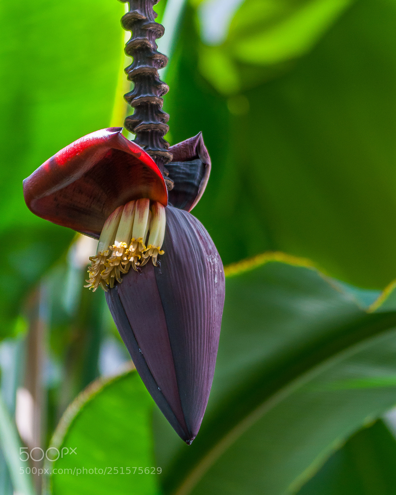 Nikon D5000 sample photo. Bud photography
