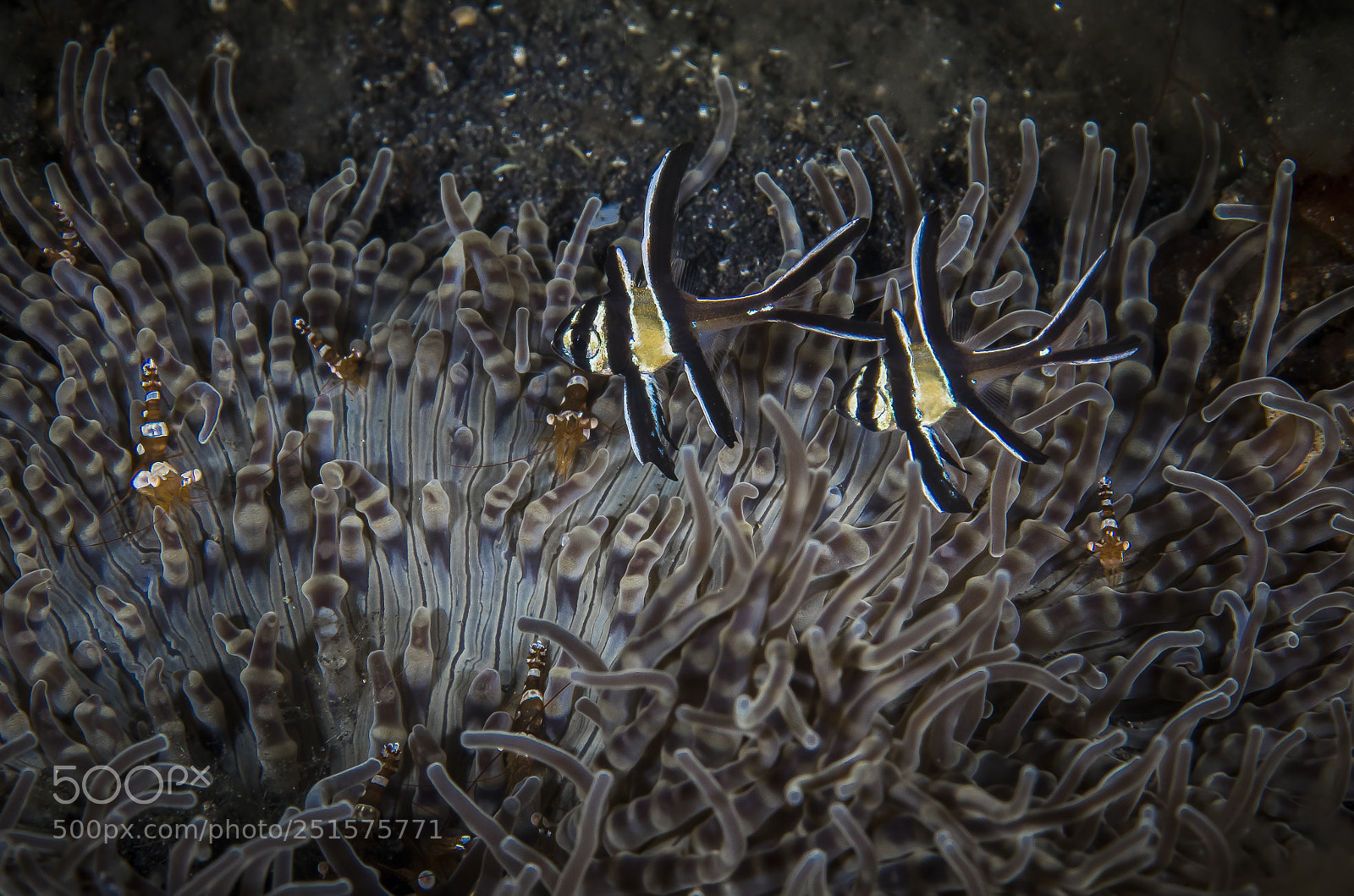 Canon EOS 5D Mark IV sample photo. Sexy shrimp with banggai photography