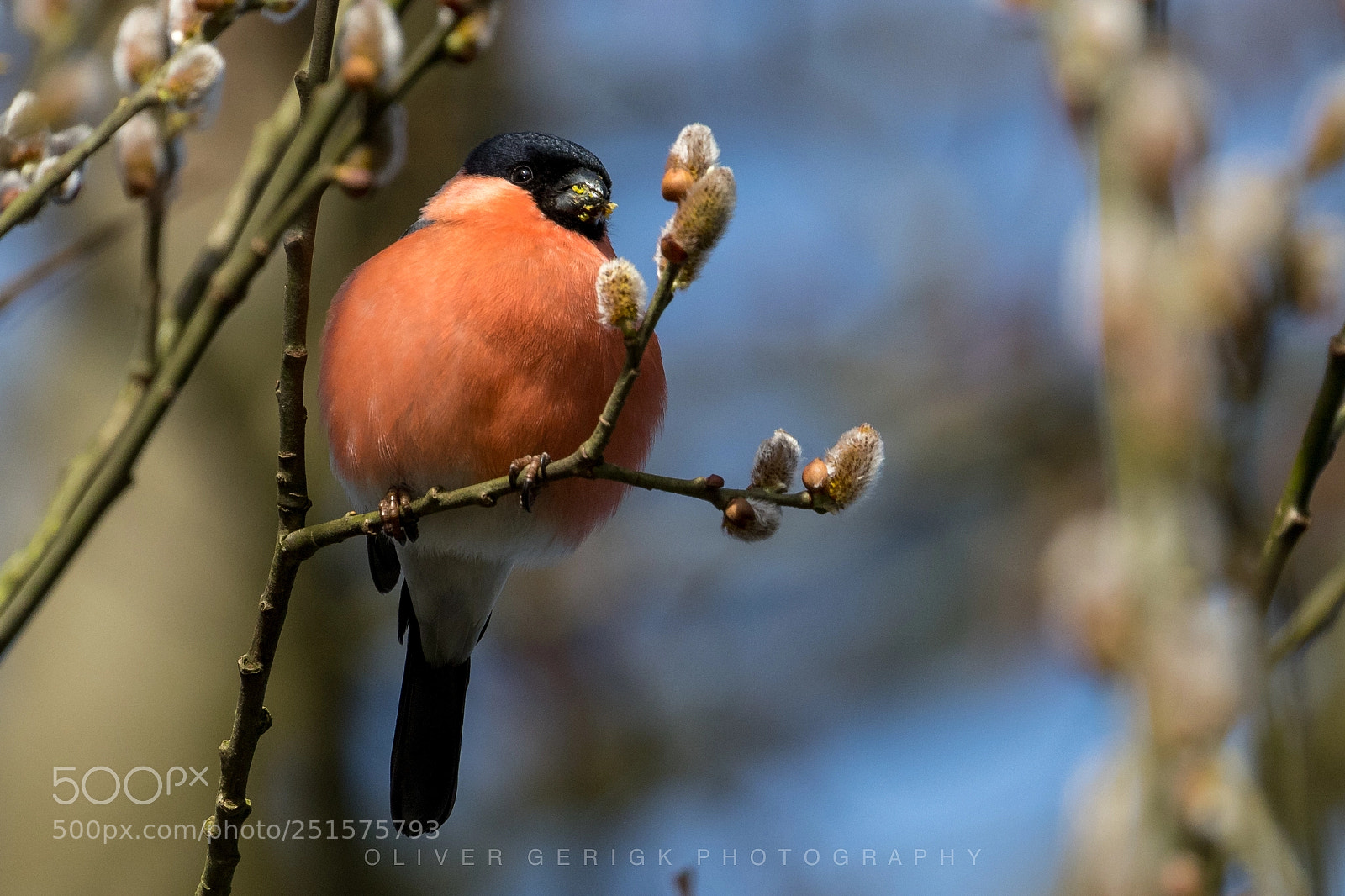 Canon EOS 80D sample photo. Bullfinch (male) photography
