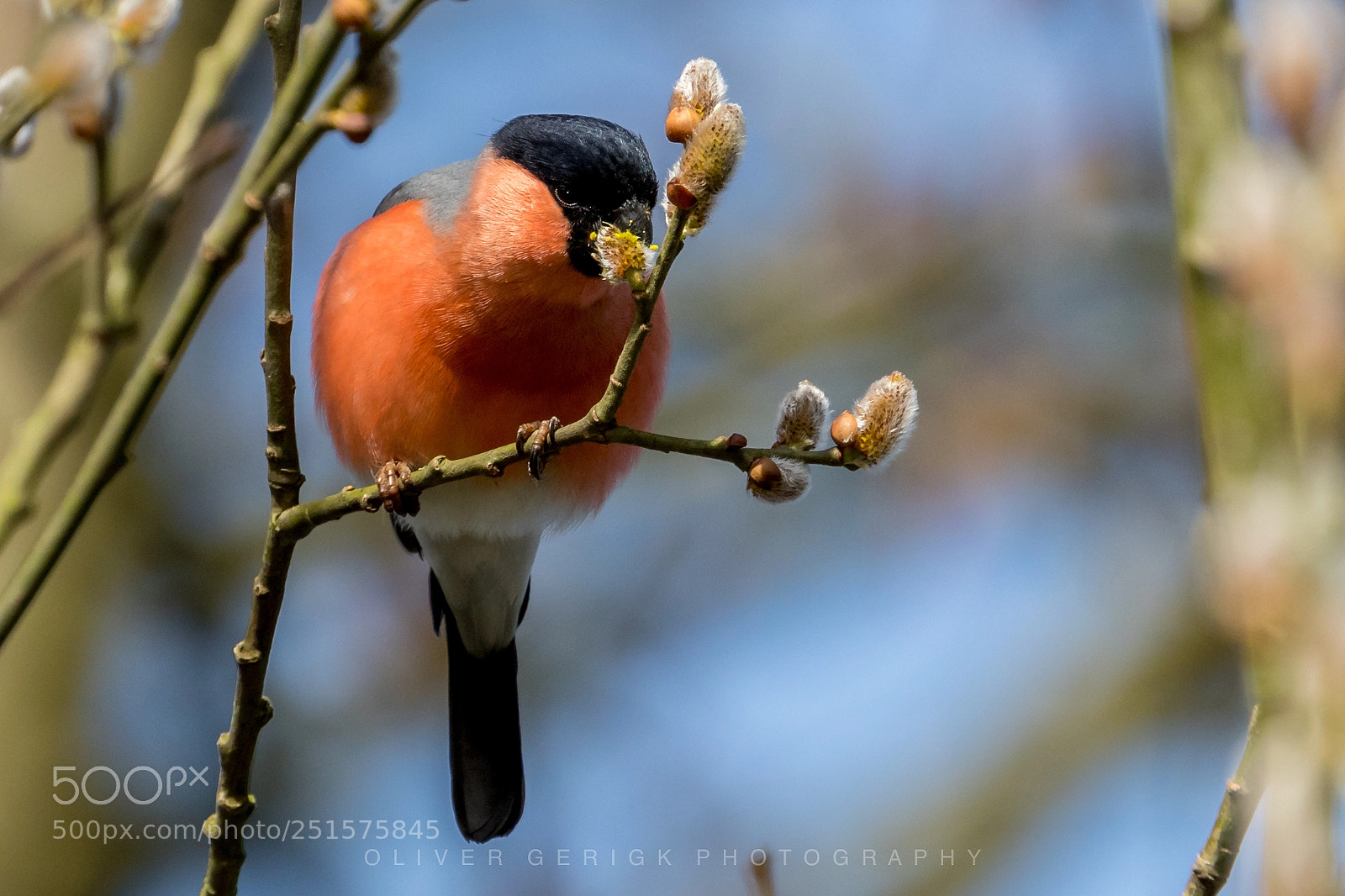 Canon EOS 80D sample photo. Bullfinch (male) #2 photography