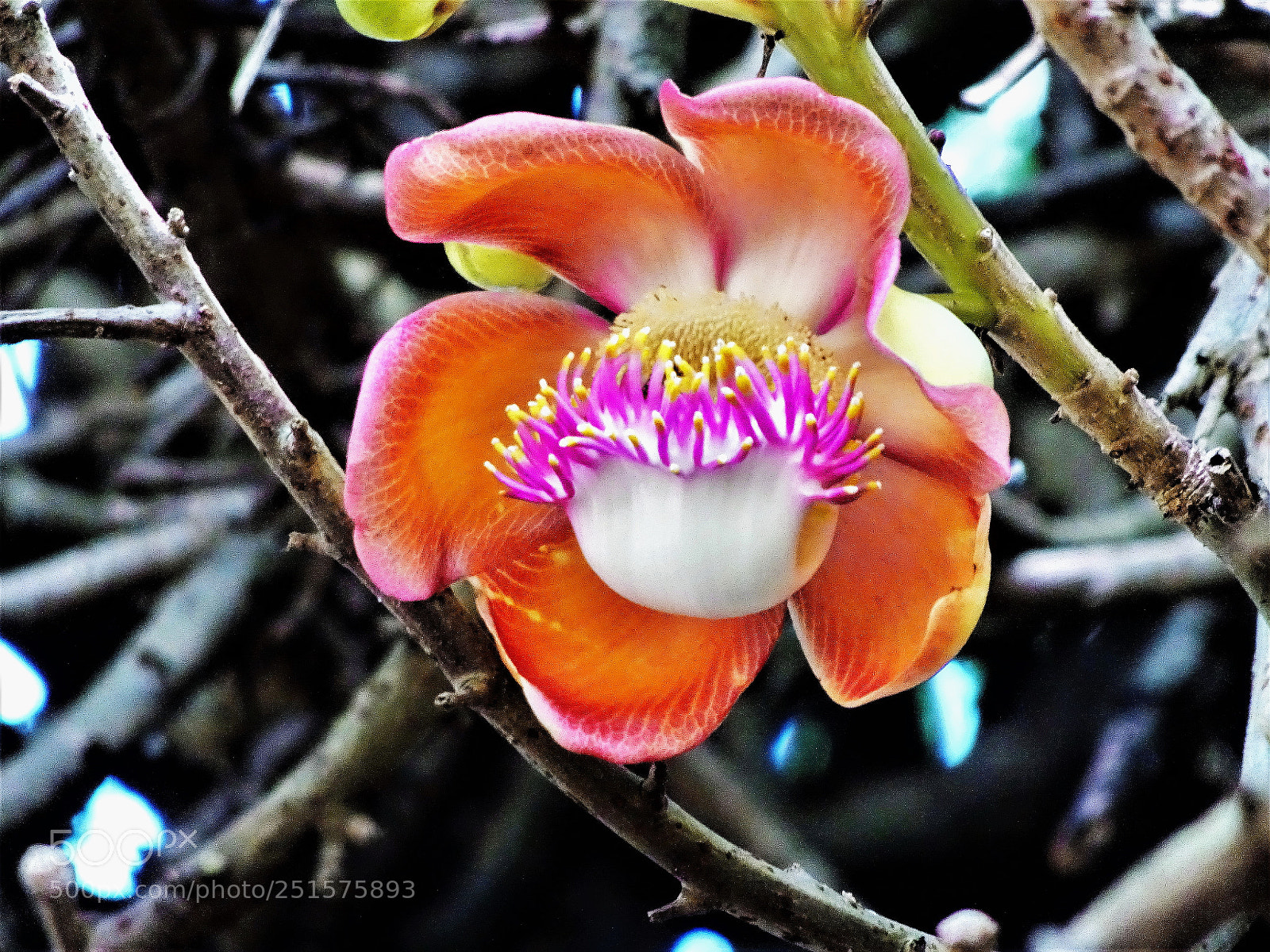 Sony Cyber-shot DSC-HX90V sample photo. Dsc photography