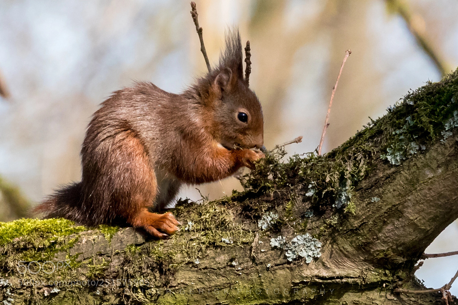 Canon EOS 80D sample photo. Squirrel photography