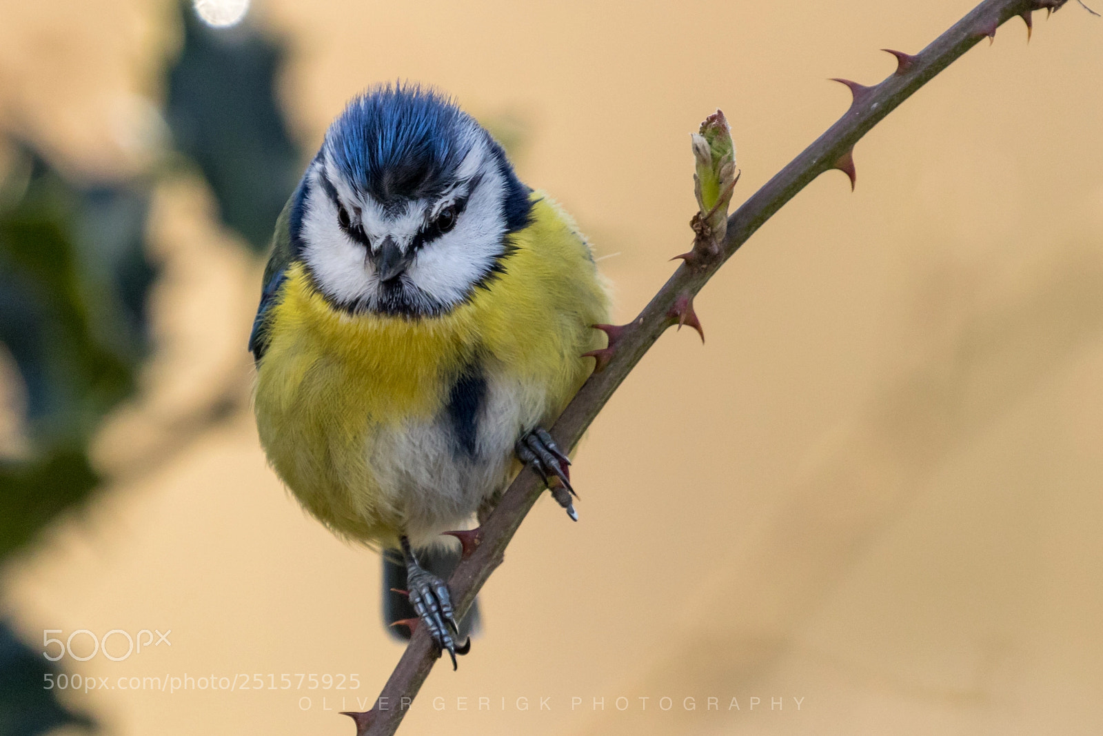 Canon EOS 80D sample photo. Blue tit photography