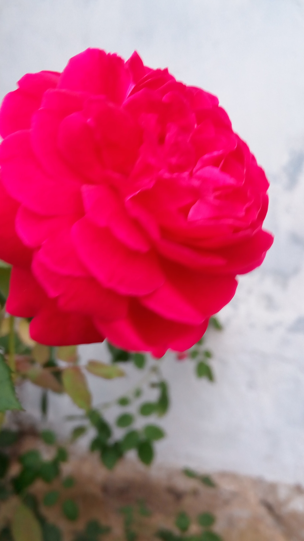 Lenovo VIBE X3 LITE sample photo. Lover's beauty photography