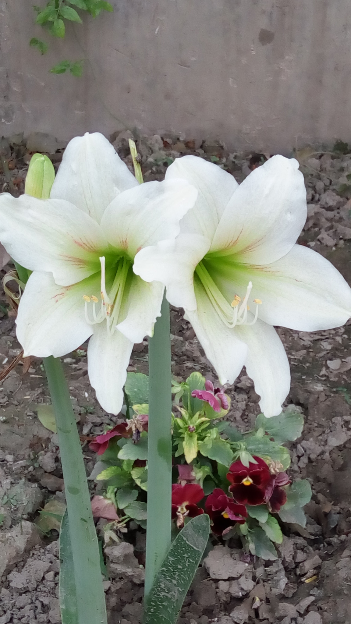 Lenovo VIBE X3 LITE sample photo. White queen photography