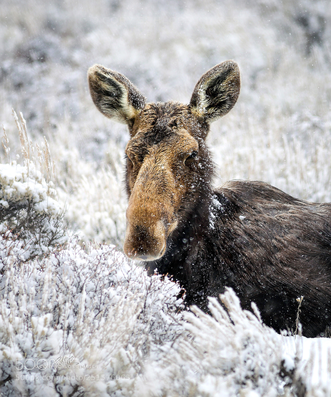 Canon EOS 5D Mark IV sample photo. Wild moose photography