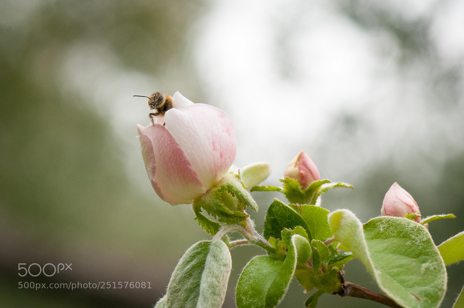 Nikon D300S sample photo. Bee into the flower photography