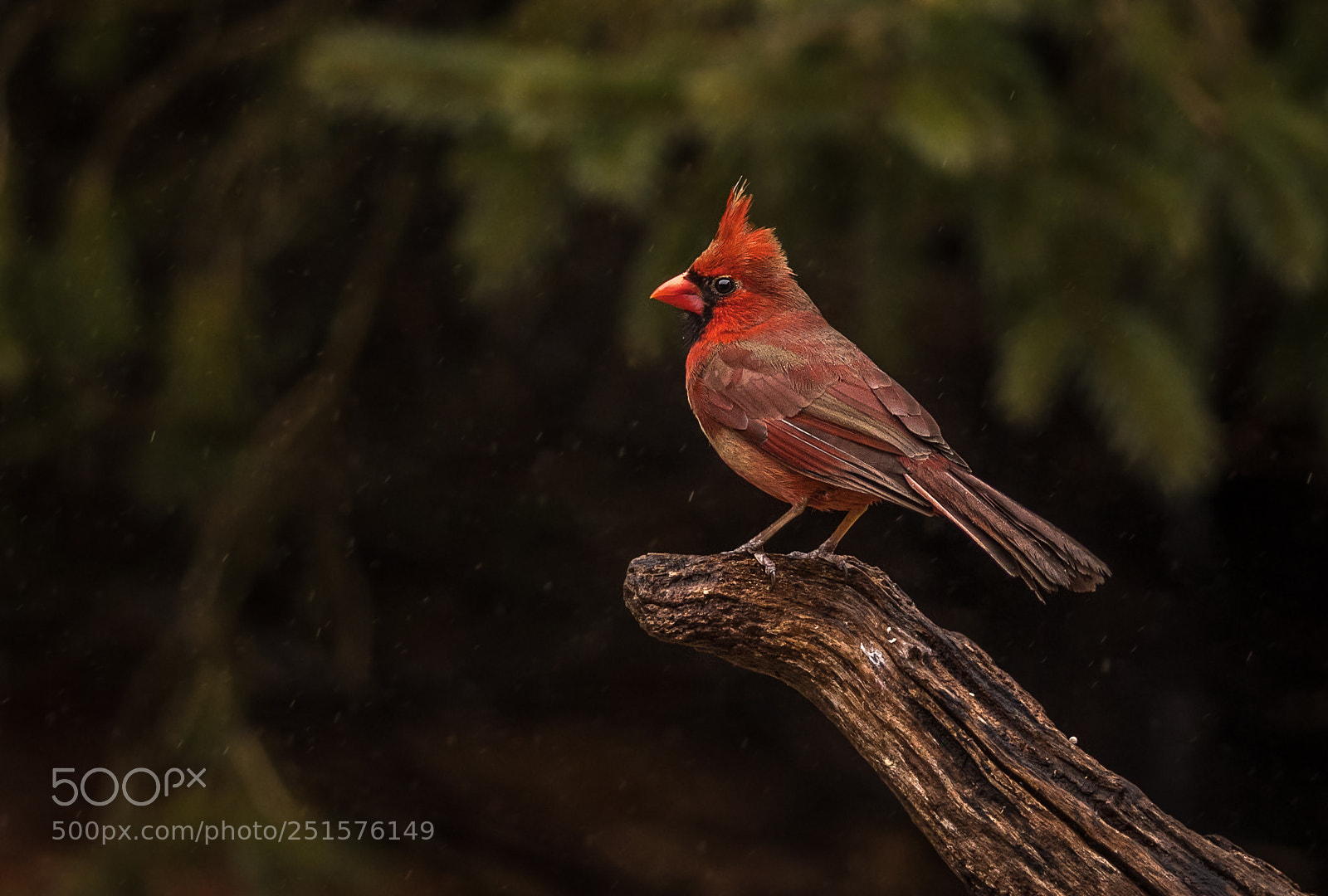 Nikon D500 sample photo. Molting male cardinal photography