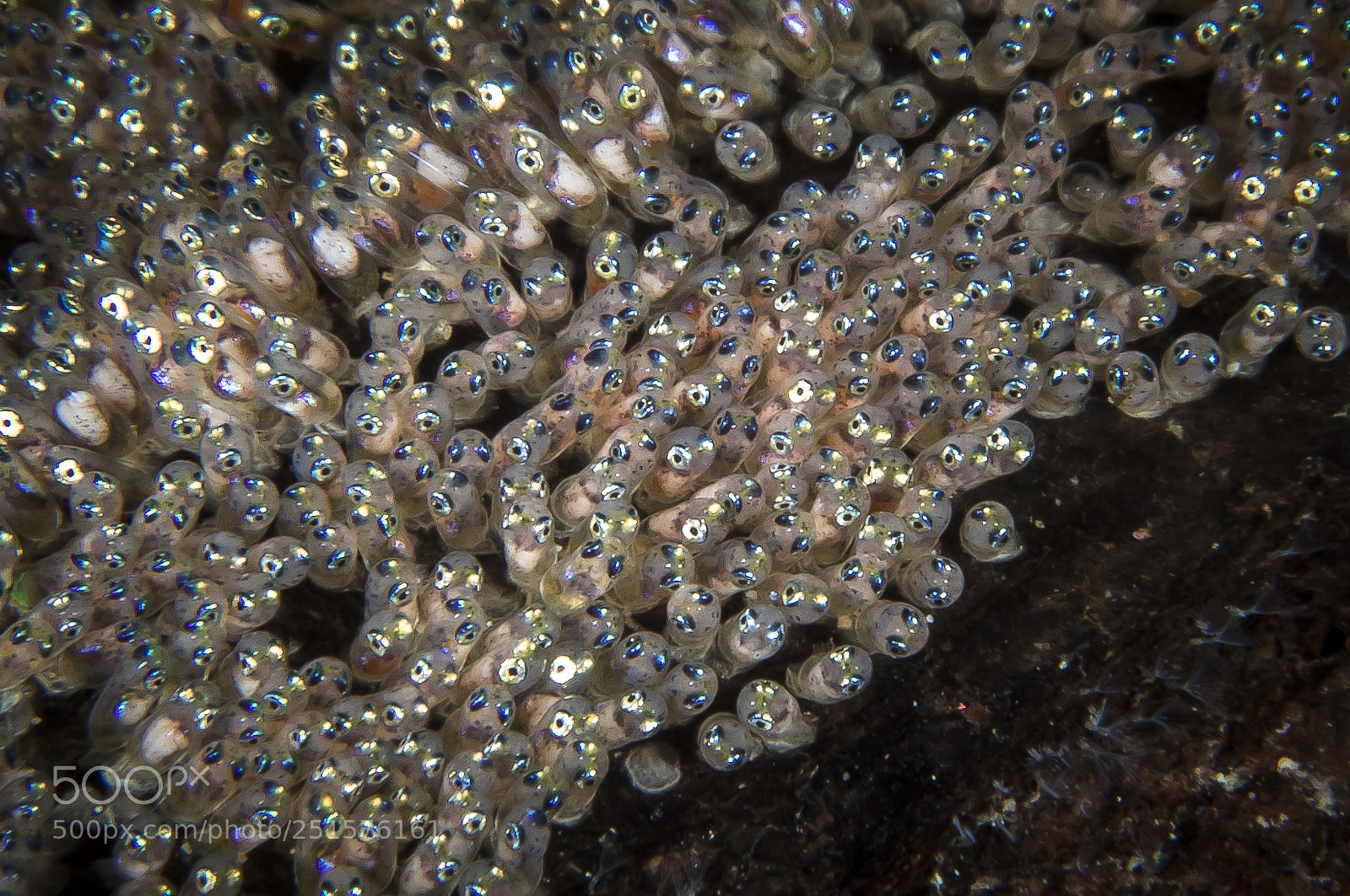 Canon EOS 5D Mark IV sample photo. Clownfish eggs photography