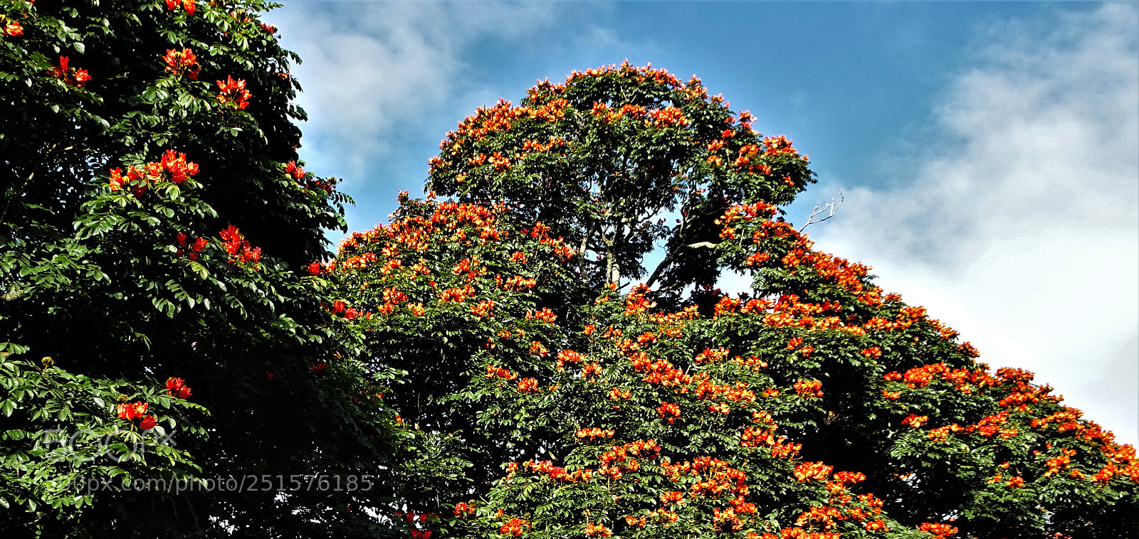 Sony Cyber-shot DSC-HX90V sample photo. Dsc photography