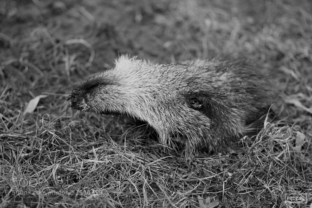 Nikon D5300 sample photo. 067 hunters' heritage photography