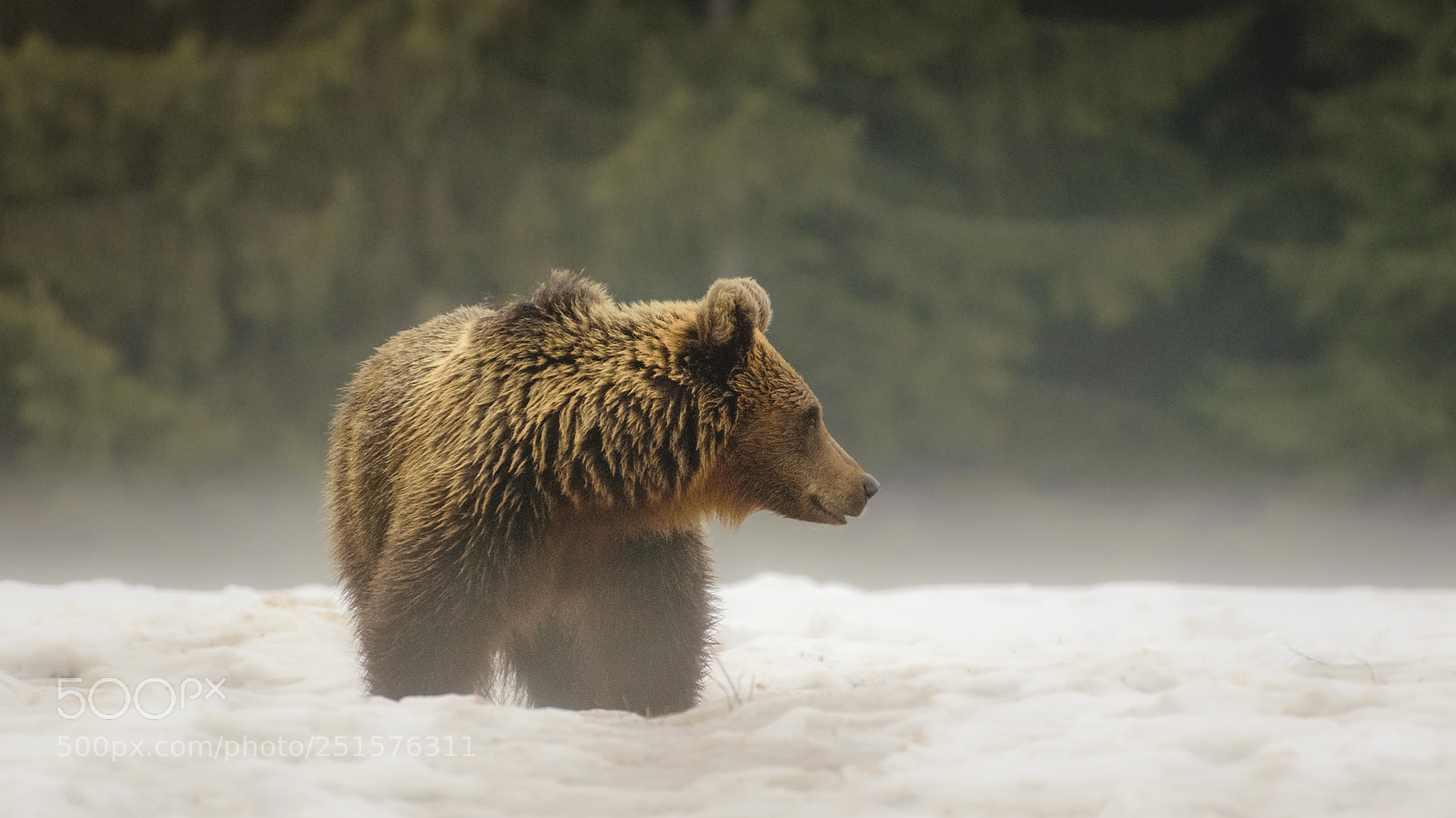 Nikon D5300 sample photo. Bear in nature photography