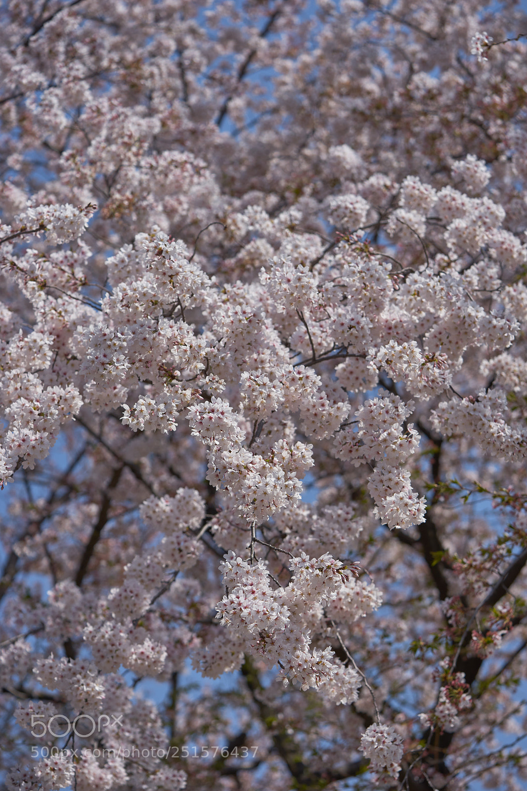 Sony a7 sample photo. Flowers 6339 photography