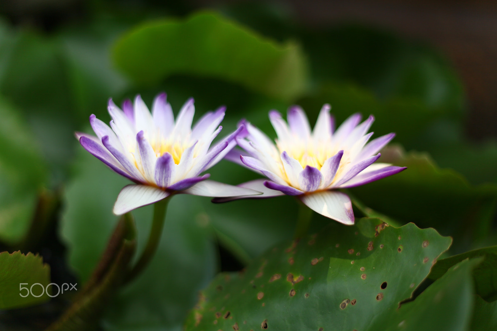 Canon EF 50mm F1.8 II sample photo. Water lily 2 photography