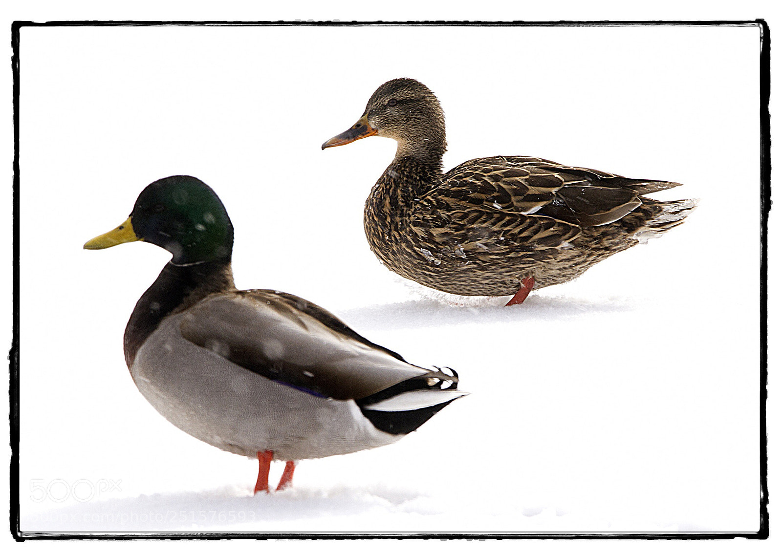 Canon EOS 7D sample photo. Mallards in the spring photography