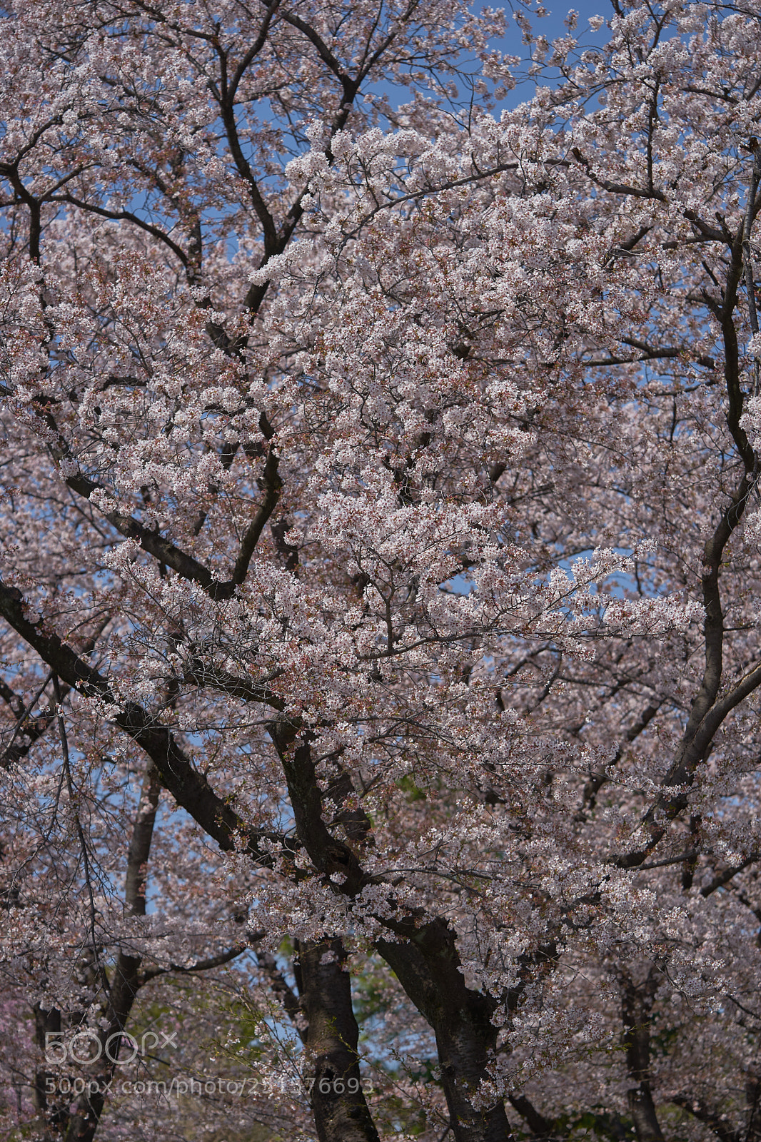 Sony a7 sample photo. Flowers 6341 photography