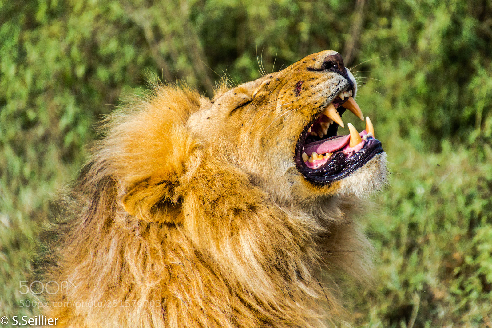 Canon EOS 700D (EOS Rebel T5i / EOS Kiss X7i) sample photo. Lion king photography