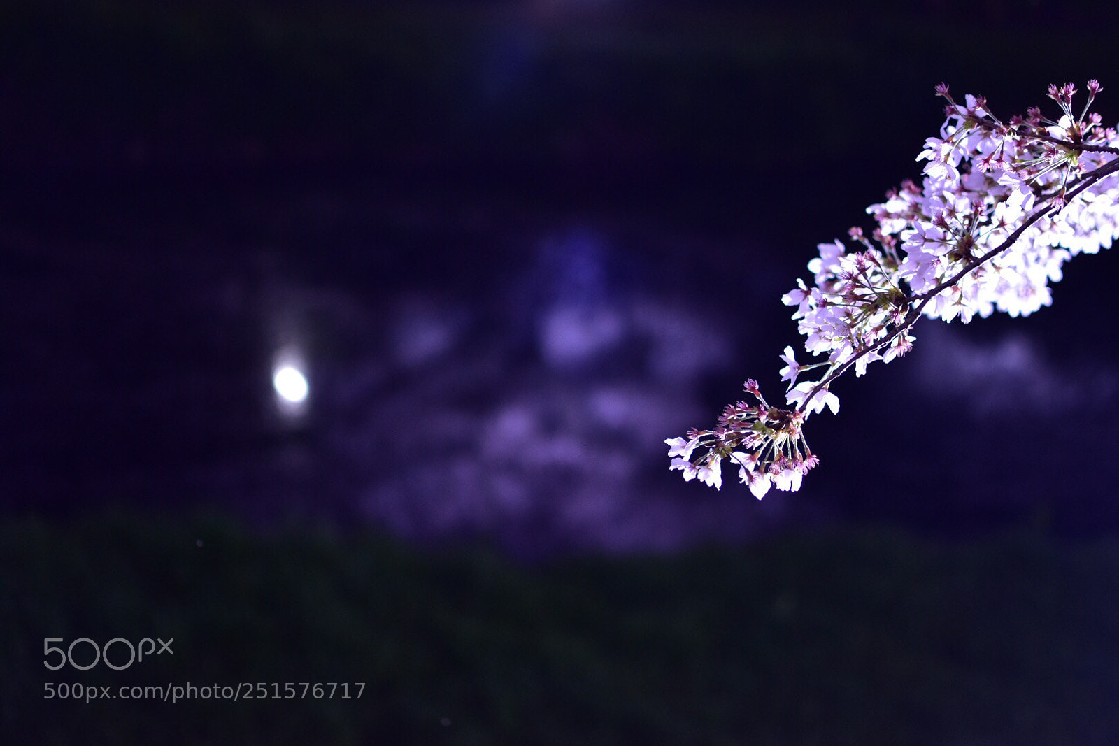Nikon D5500 sample photo. Sakura and moon photography