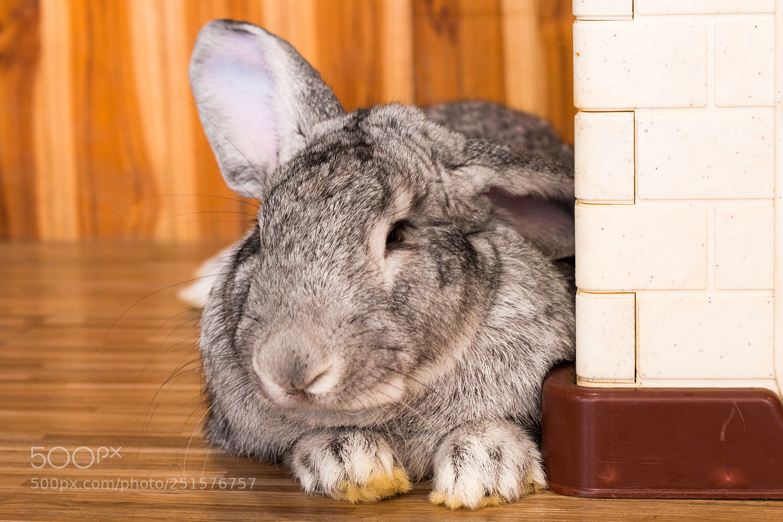 Canon EOS 70D sample photo. Giant rabbit in easter photography