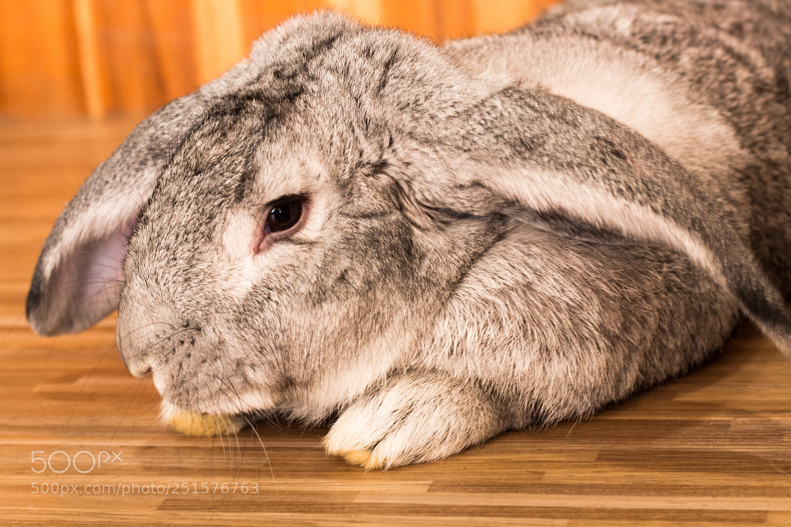 Canon EOS 70D sample photo. Giant rabbit in easter photography