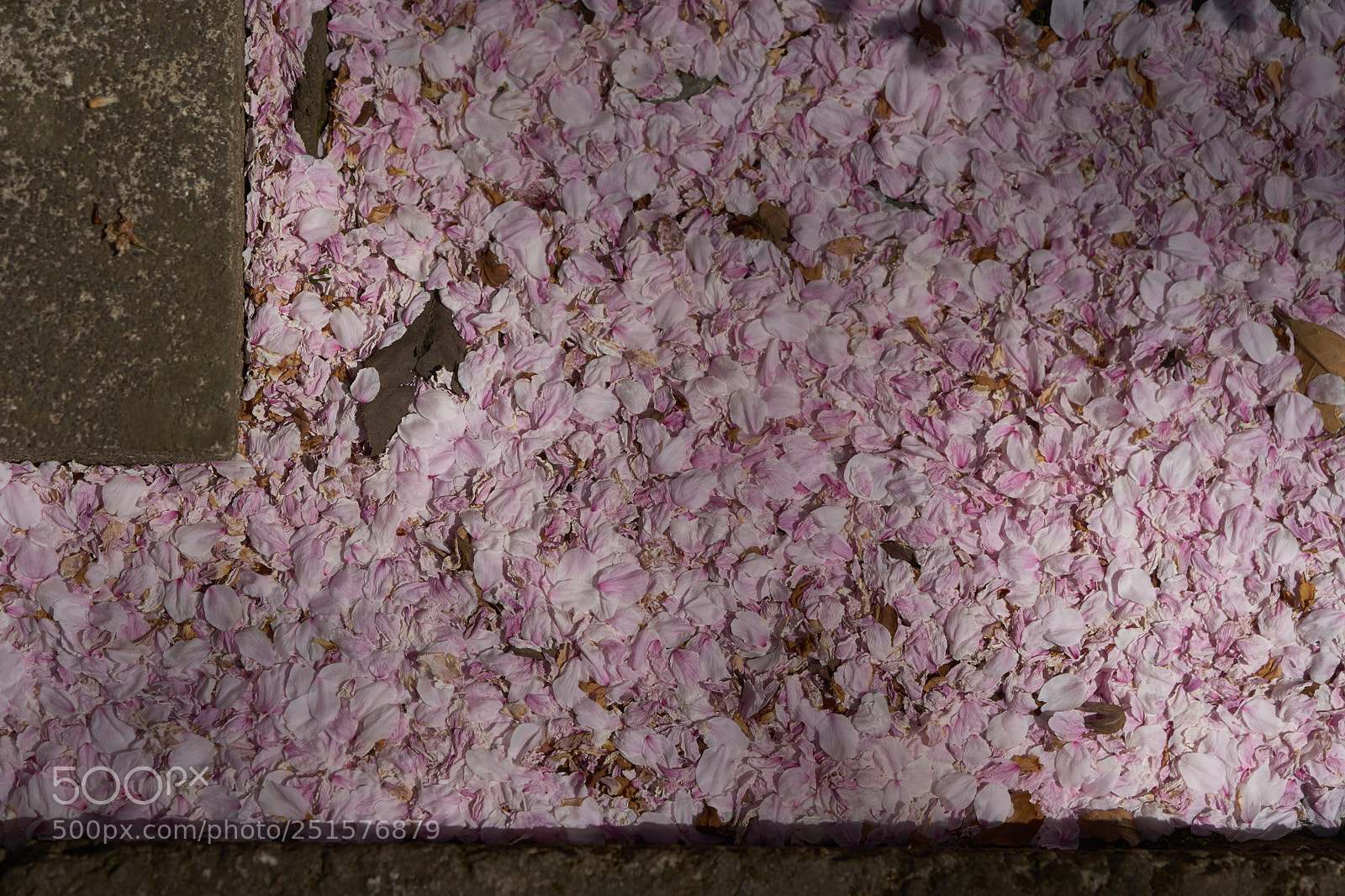 Sony a7 sample photo. Flowers 6342 photography