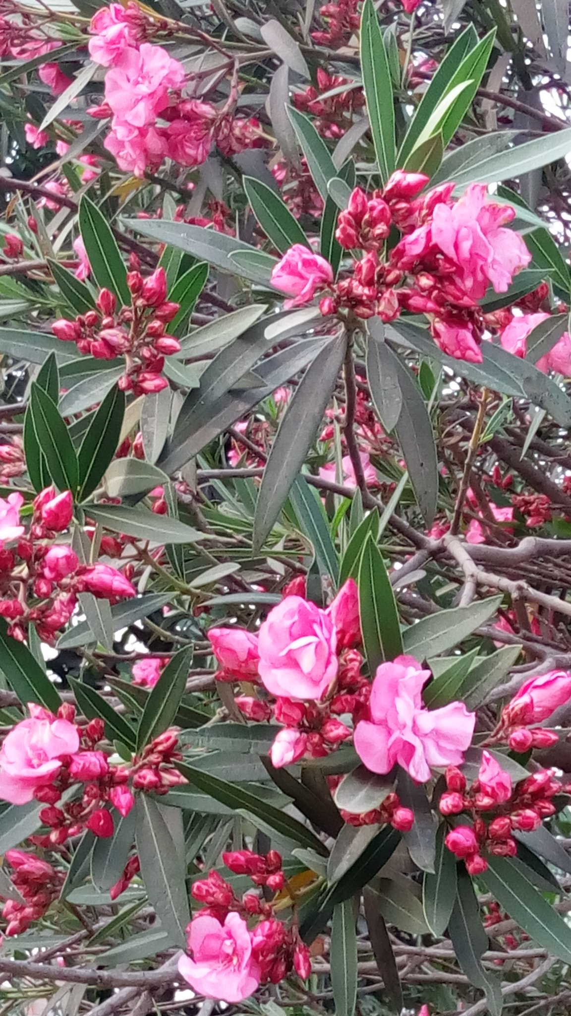Lenovo VIBE X3 LITE sample photo. Flower tree photography