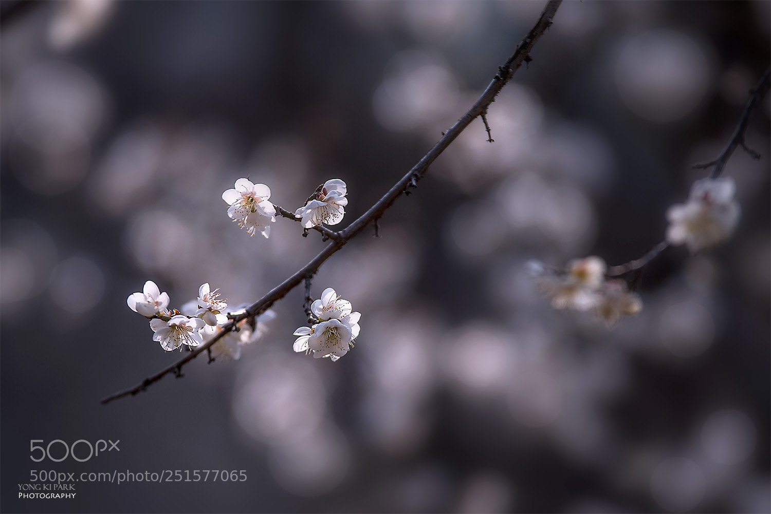 Pentax K-1 sample photo. Spring again-5 photography