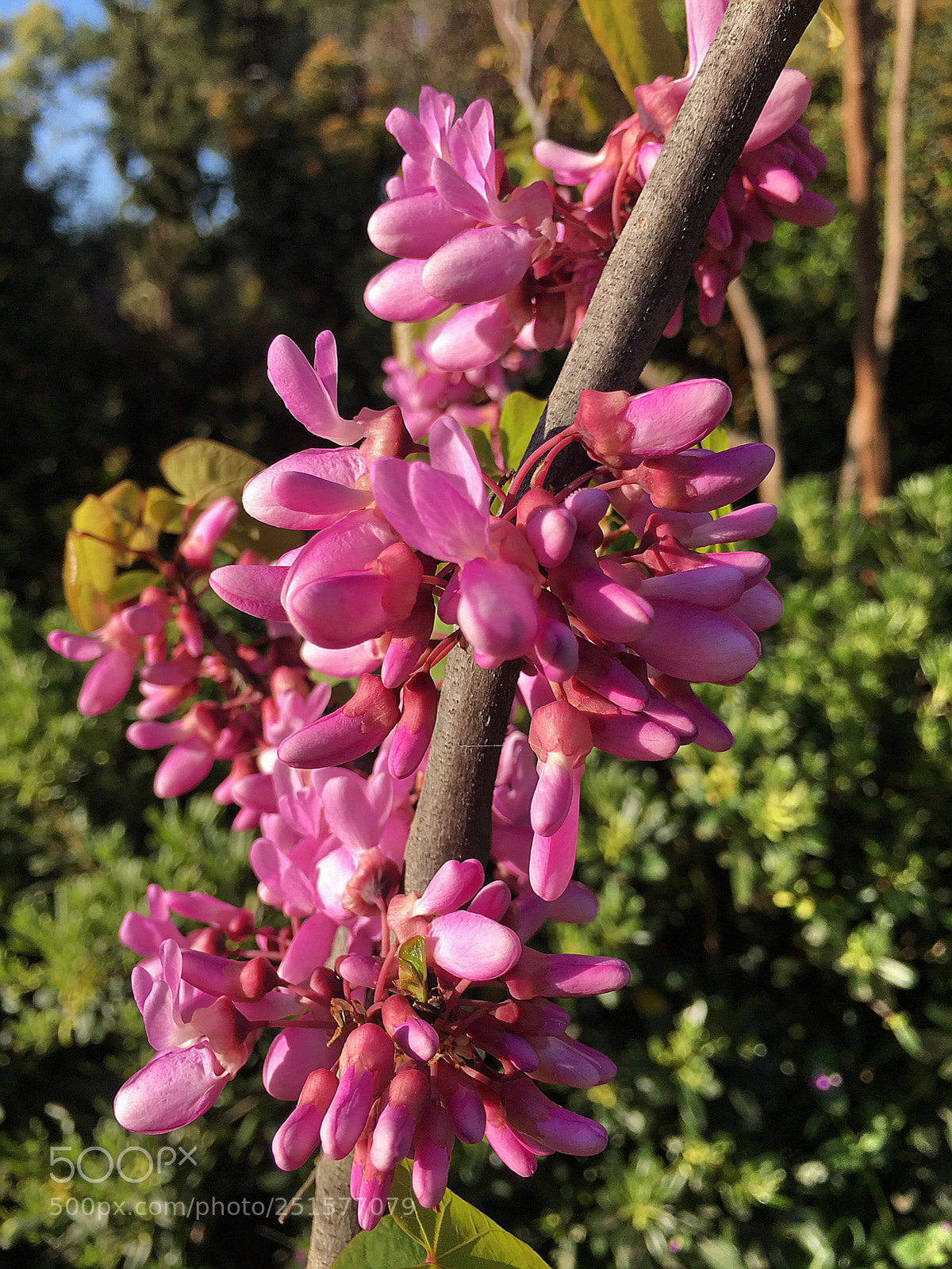 Apple iPhone 6s Plus sample photo. Untitled photography