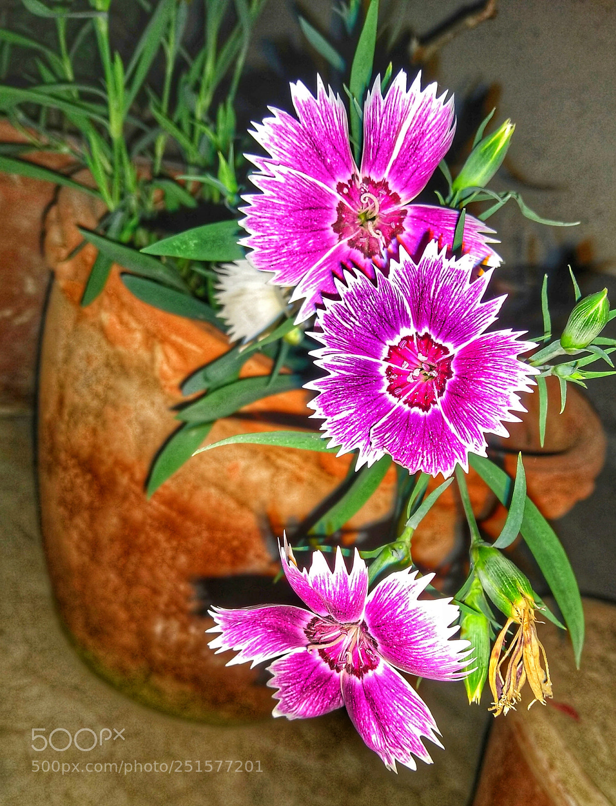 Motorola Moto G (5S) Plus sample photo. Untitled photography