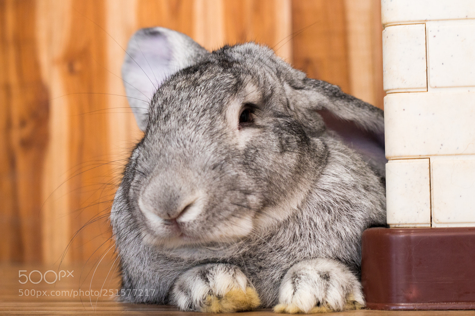 Canon EOS 70D sample photo. Giant rabbit in easter photography