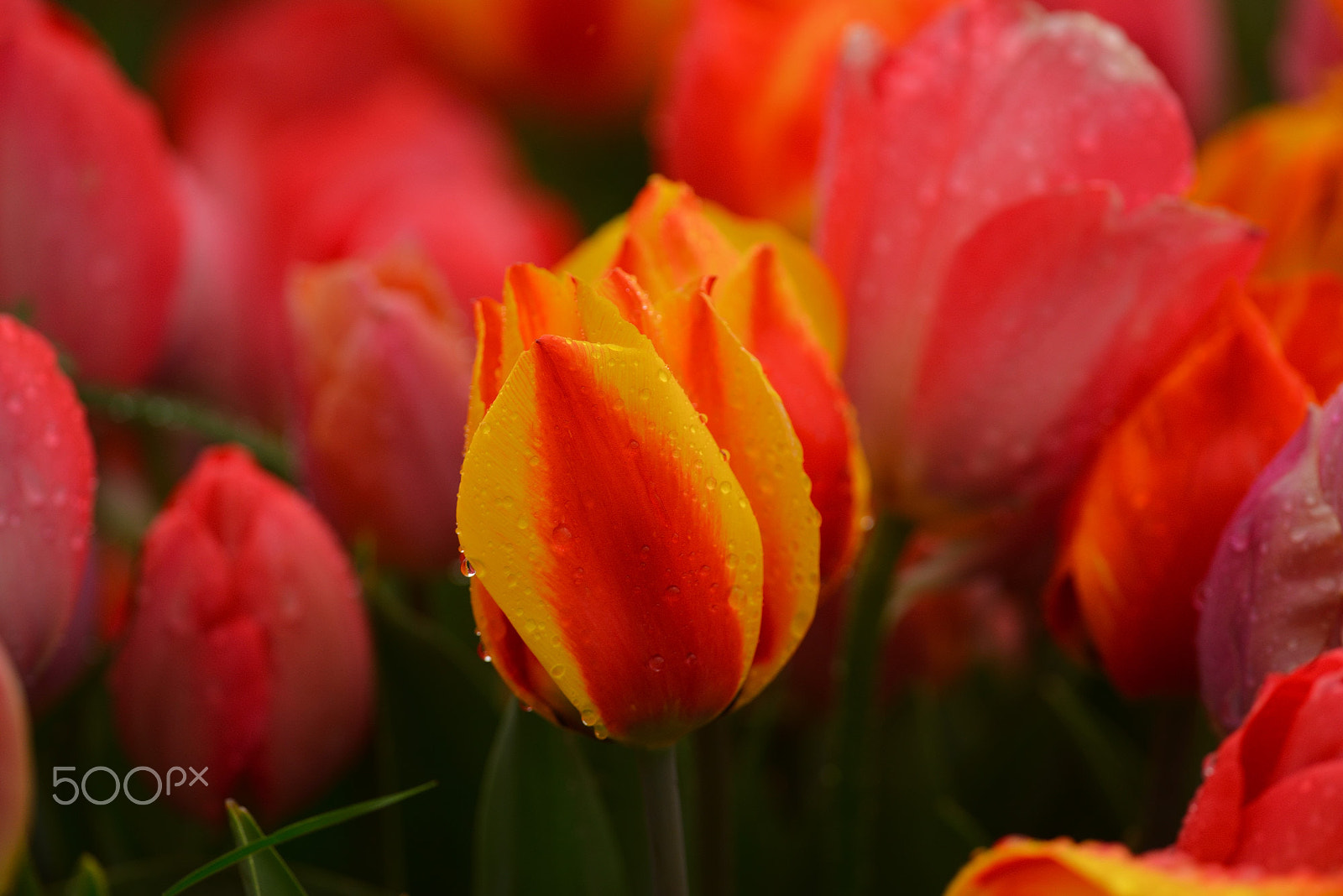 Nikon D800 + Nikon AF-S Nikkor 300mm F4D ED-IF sample photo. Orange tulip photography