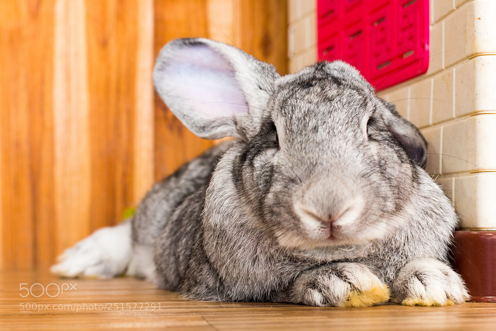 Canon EOS 70D sample photo. Giant rabbit in easter photography