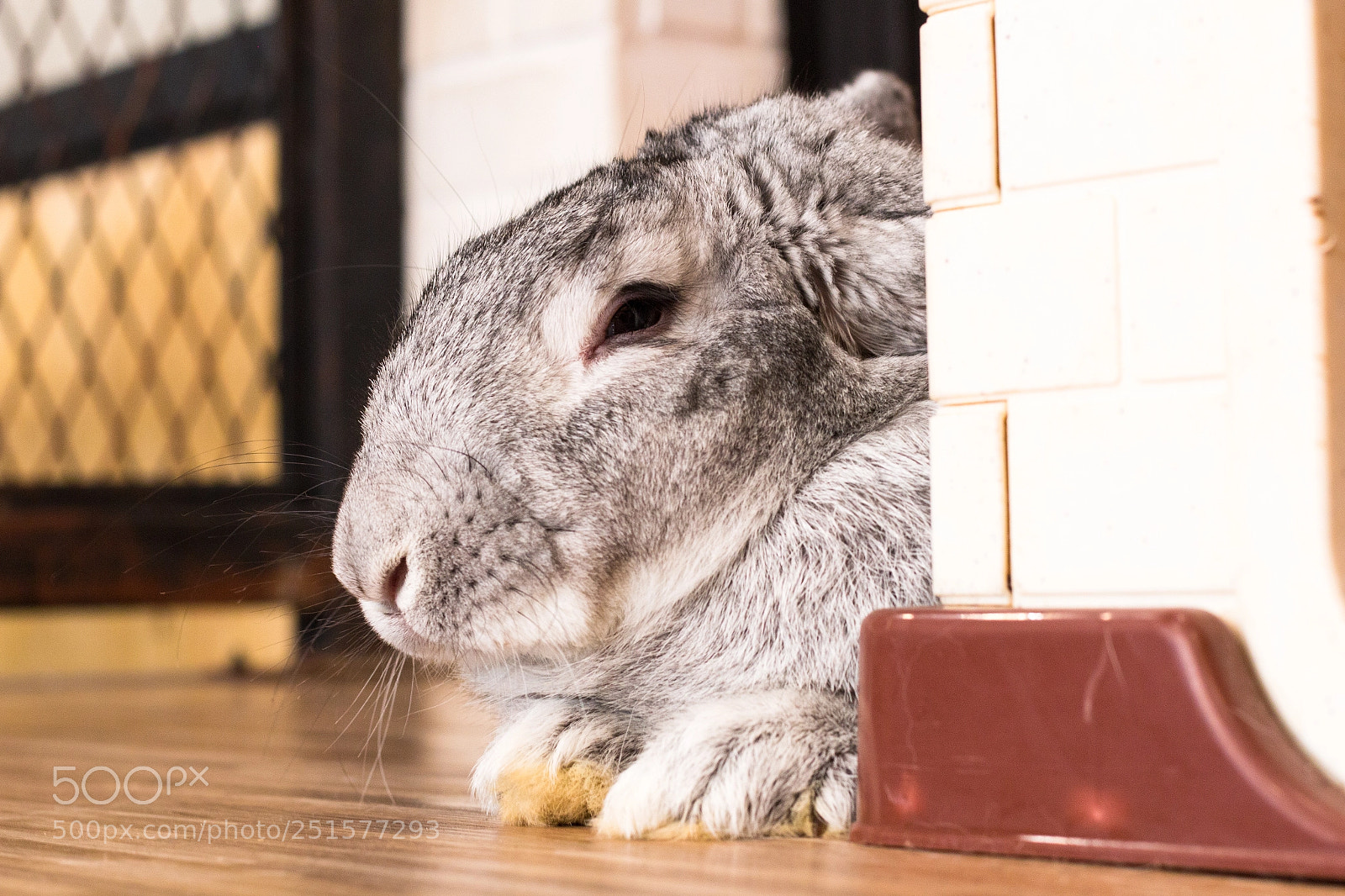 Canon EOS 70D sample photo. Giant rabbit in easter photography