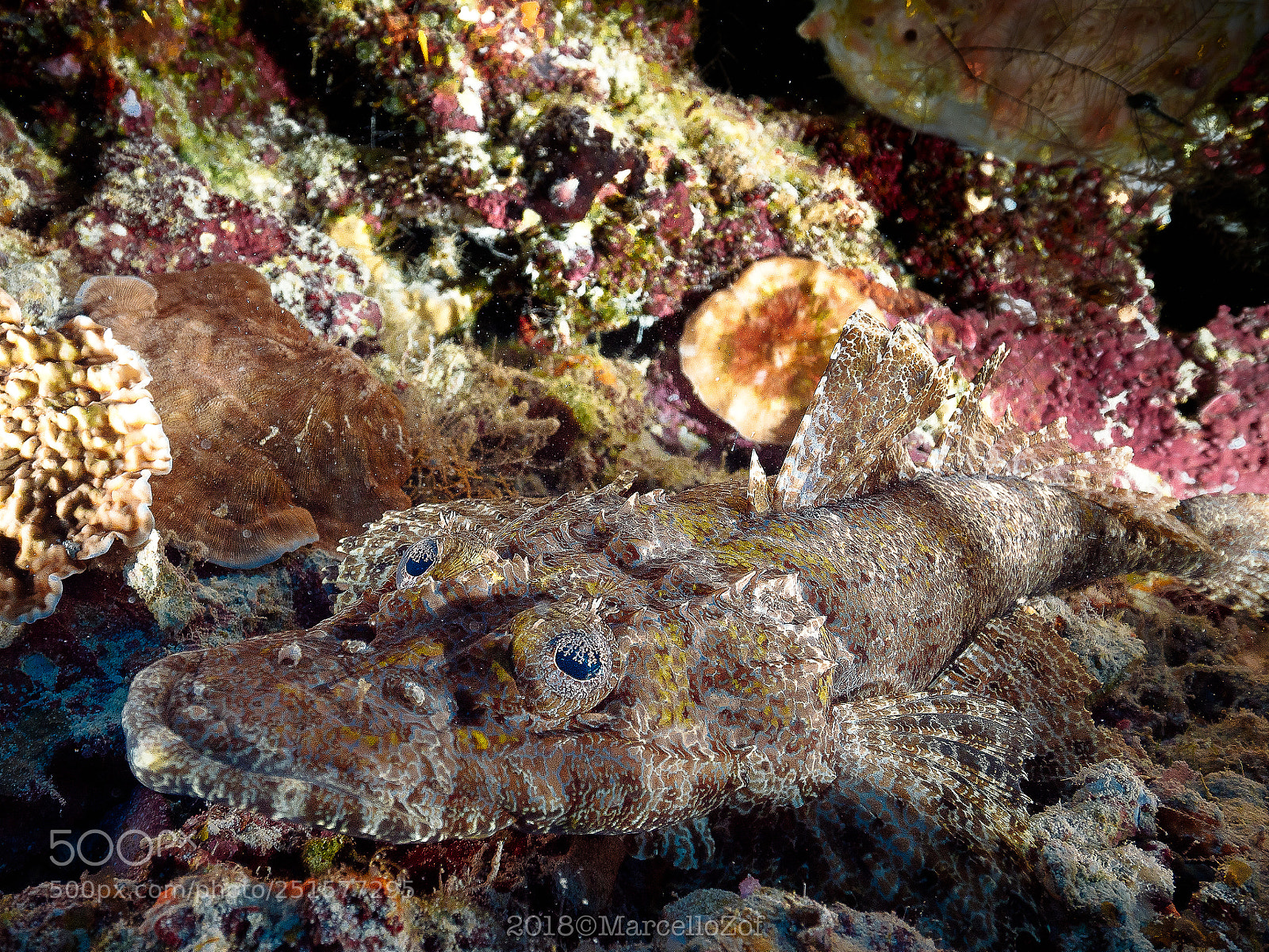 Panasonic Lumix DMC-GX8 sample photo. Crocodile palau photography