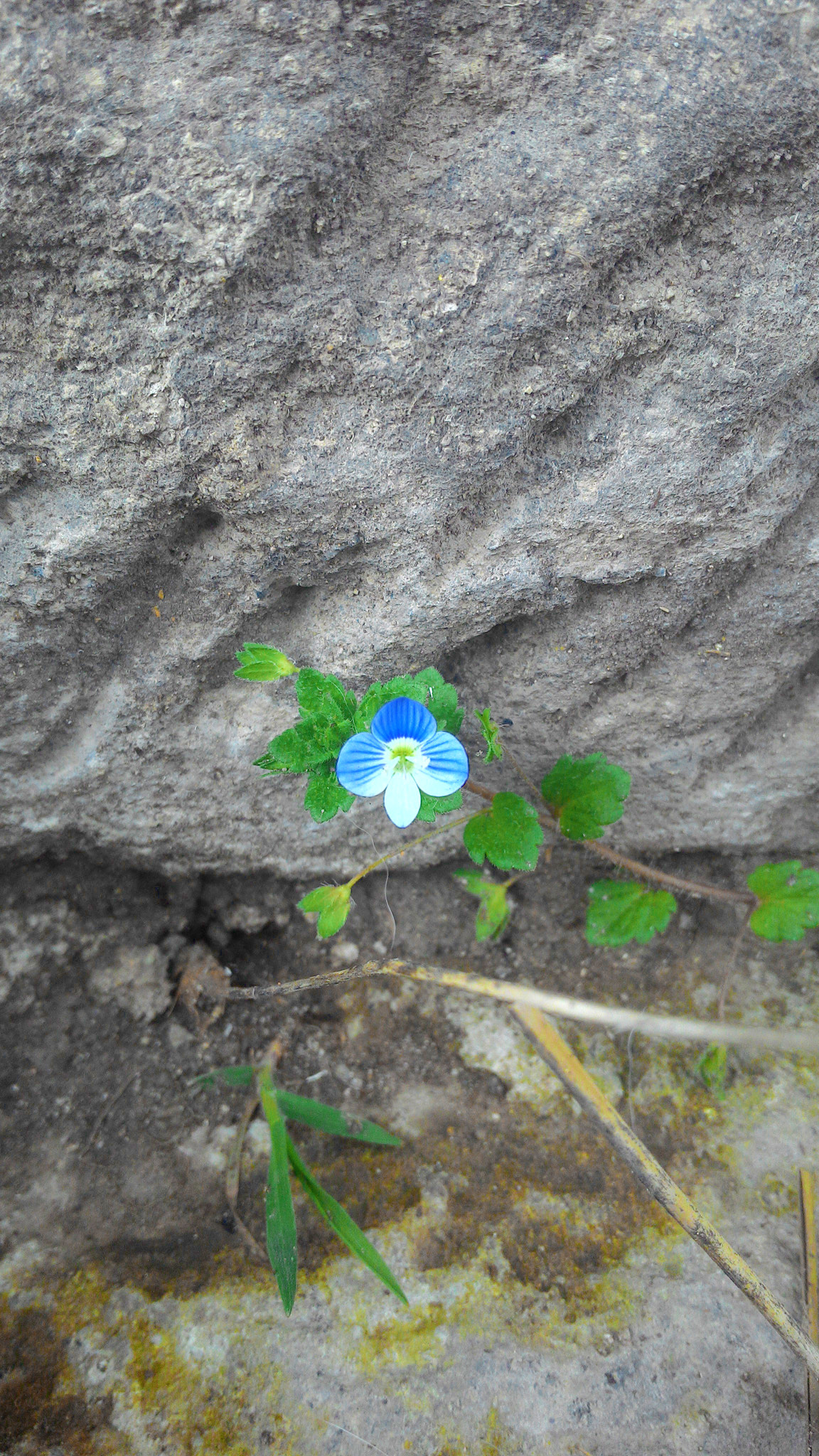 ASUS Z002 sample photo. Early spring flower~ photography