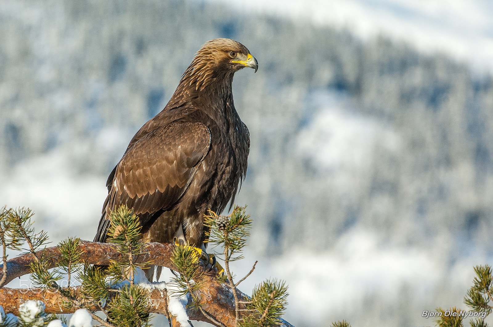 Nikon D2X sample photo. Golden eagle 6 photography