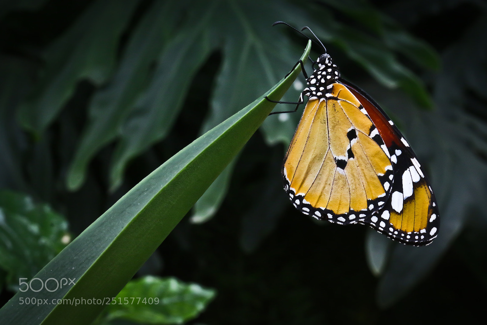 Canon EOS 70D sample photo. Danaus plexippus photography