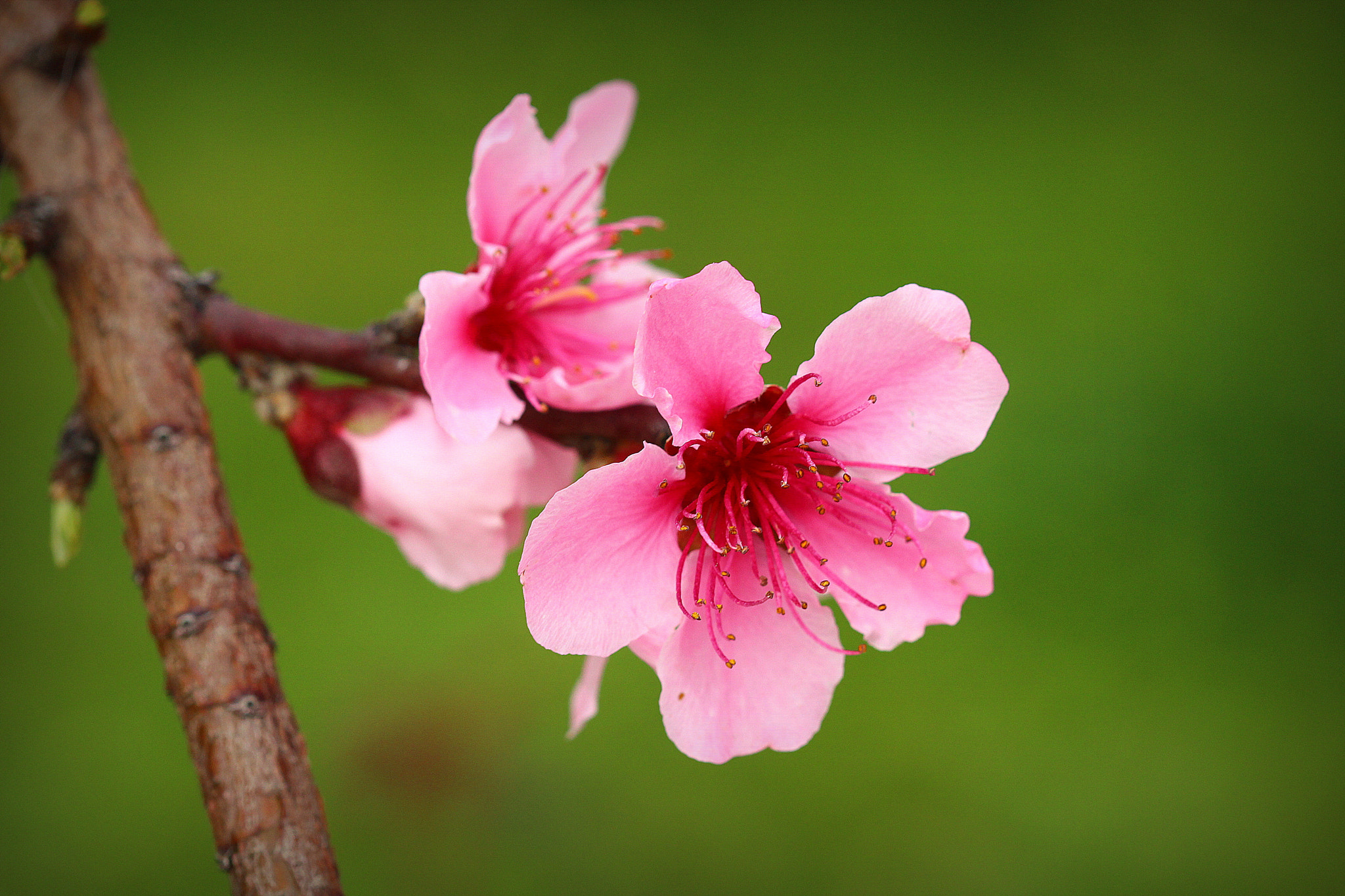 Canon EF 100mm F2.8 Macro USM sample photo. İlkbahar ... photography