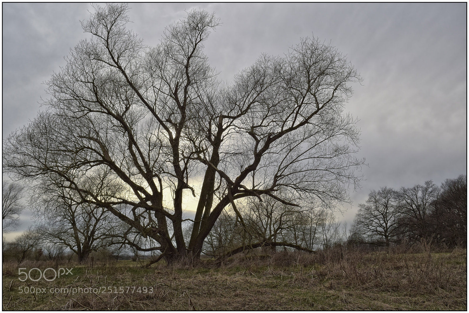 Nikon D3300 sample photo. Because the trees do photography