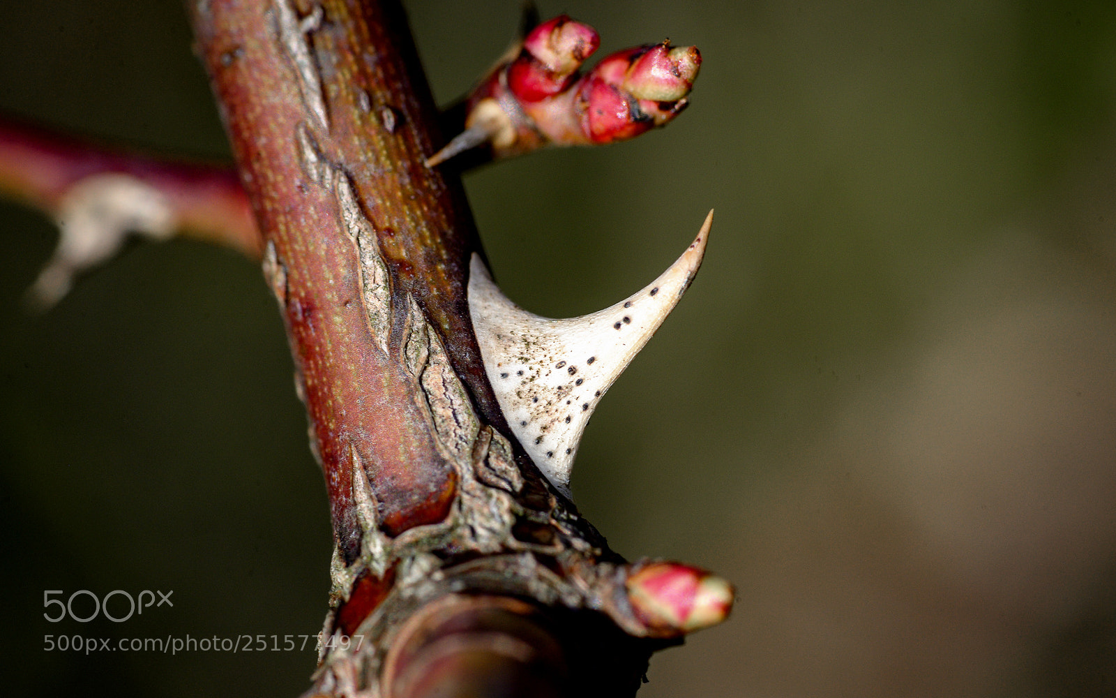 Nikon D800 sample photo. Thorned photography
