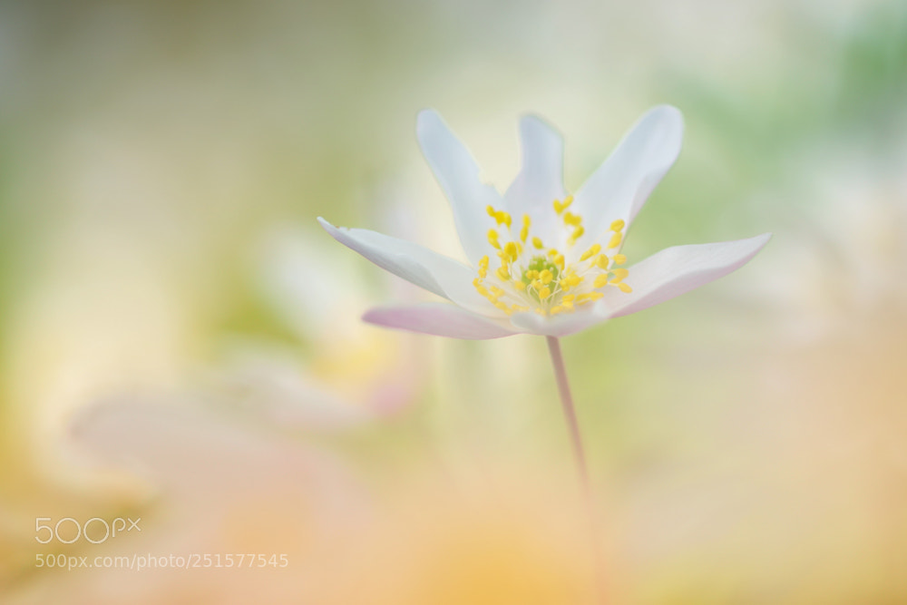 Sony ILCA-77M2 sample photo. Anemone photography