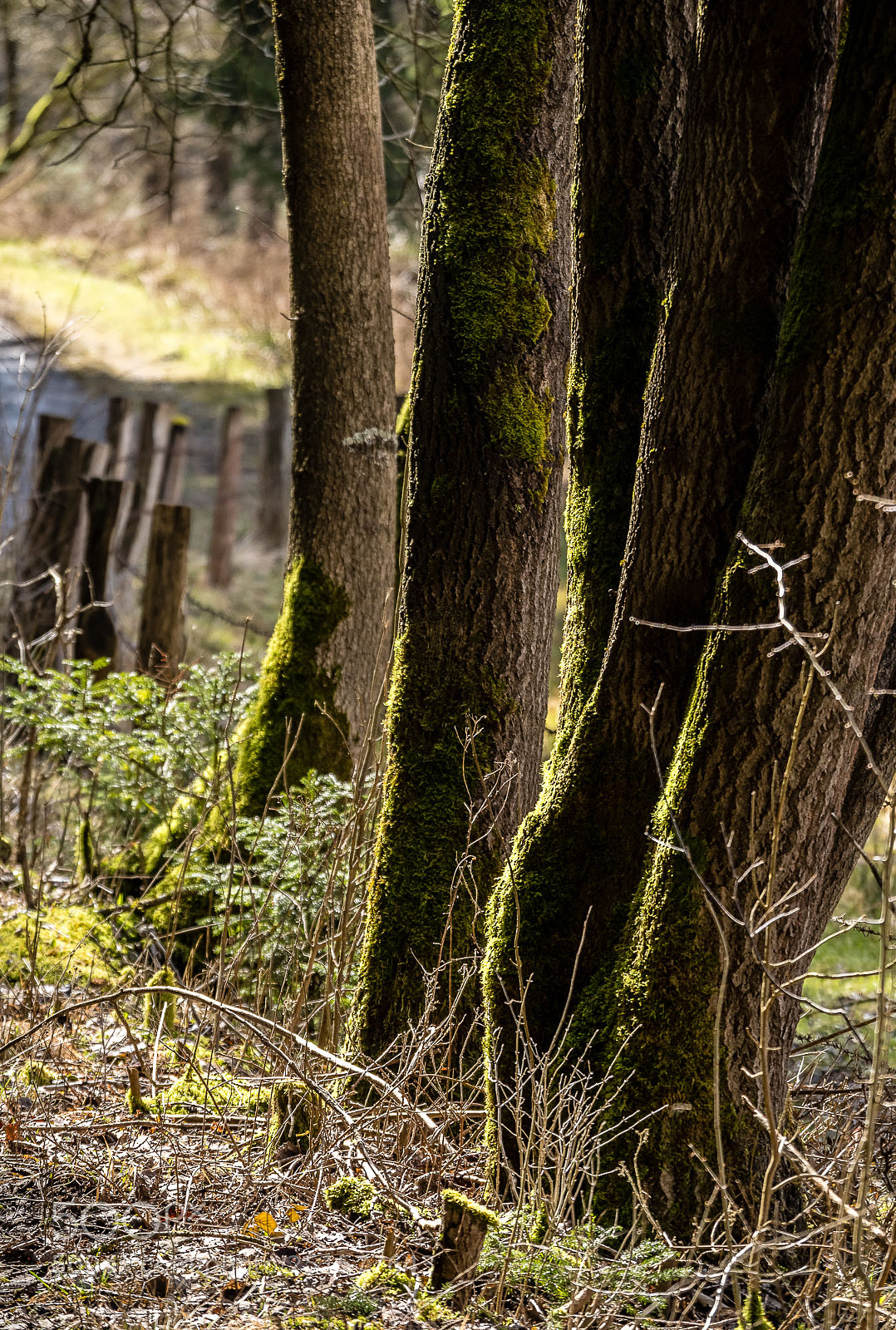 Pentax K-S2 sample photo. Forest series #2 photography