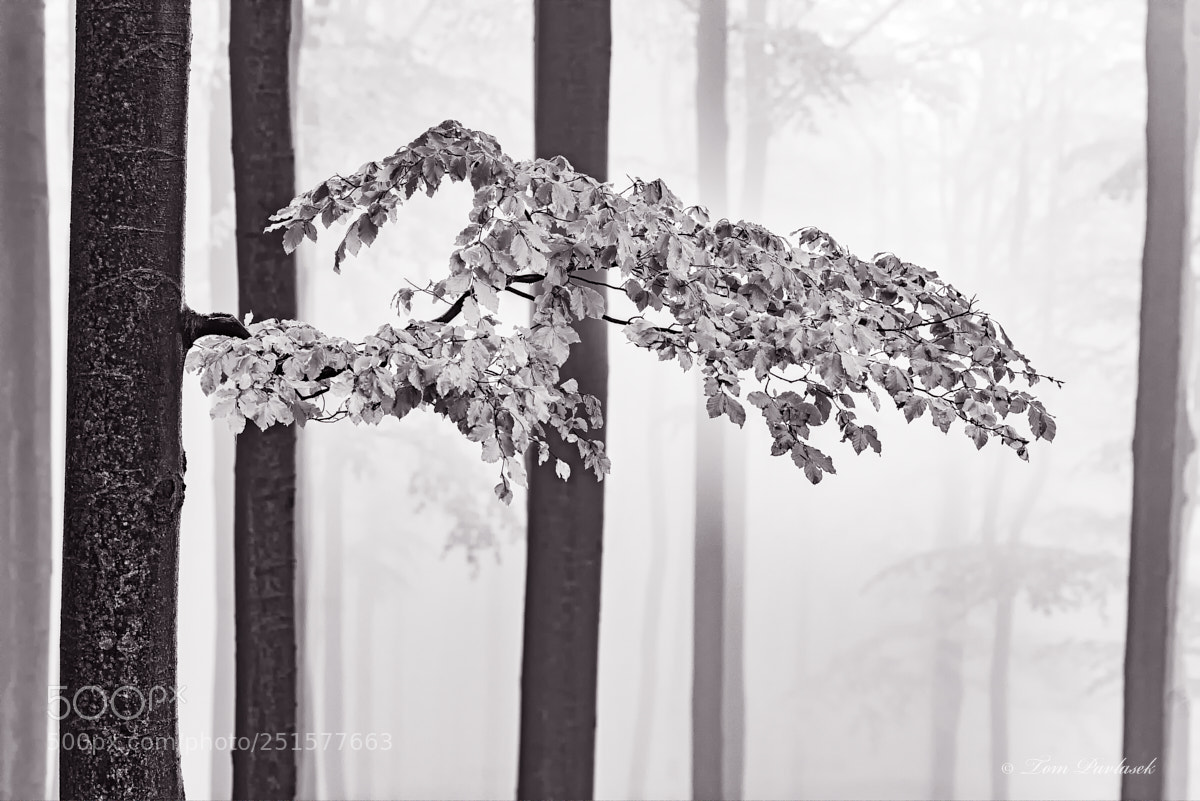 Nikon D600 sample photo. Beech branch with leaves photography