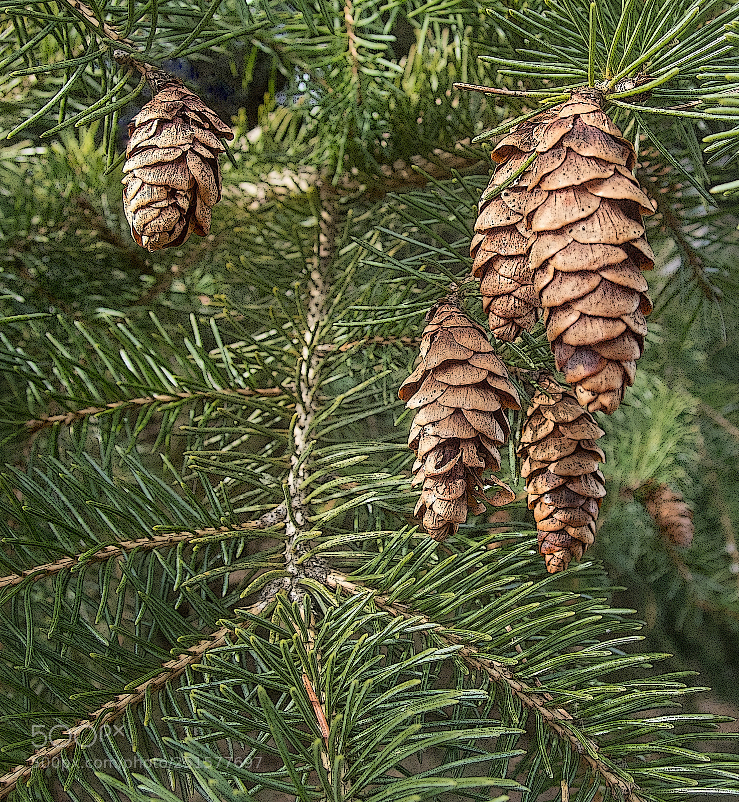 Olympus TG-5 sample photo. Pine cones photography
