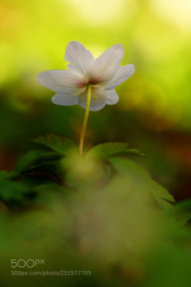 Sony ILCA-77M2 sample photo. Searching for light photography