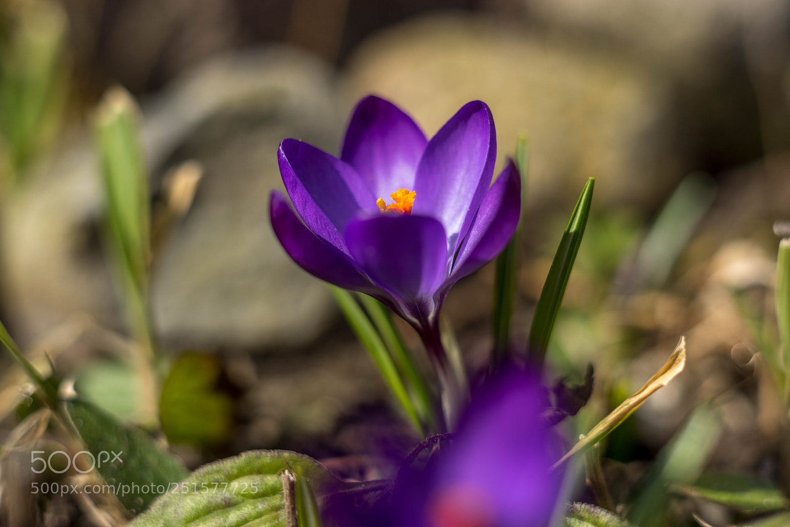 Sony a7R sample photo. Krokus photography