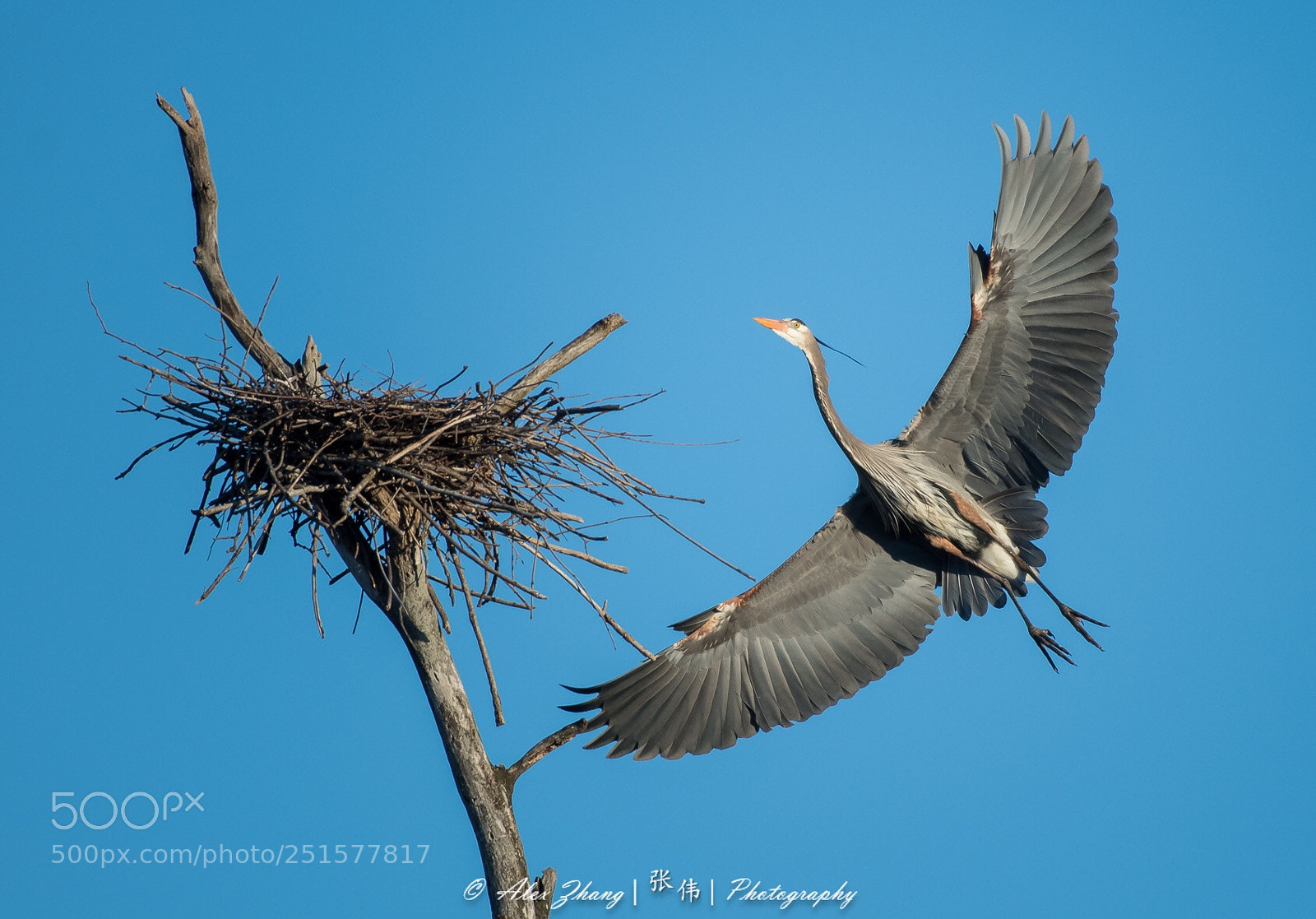 Nikon D500 sample photo. Blue heron building nest photography