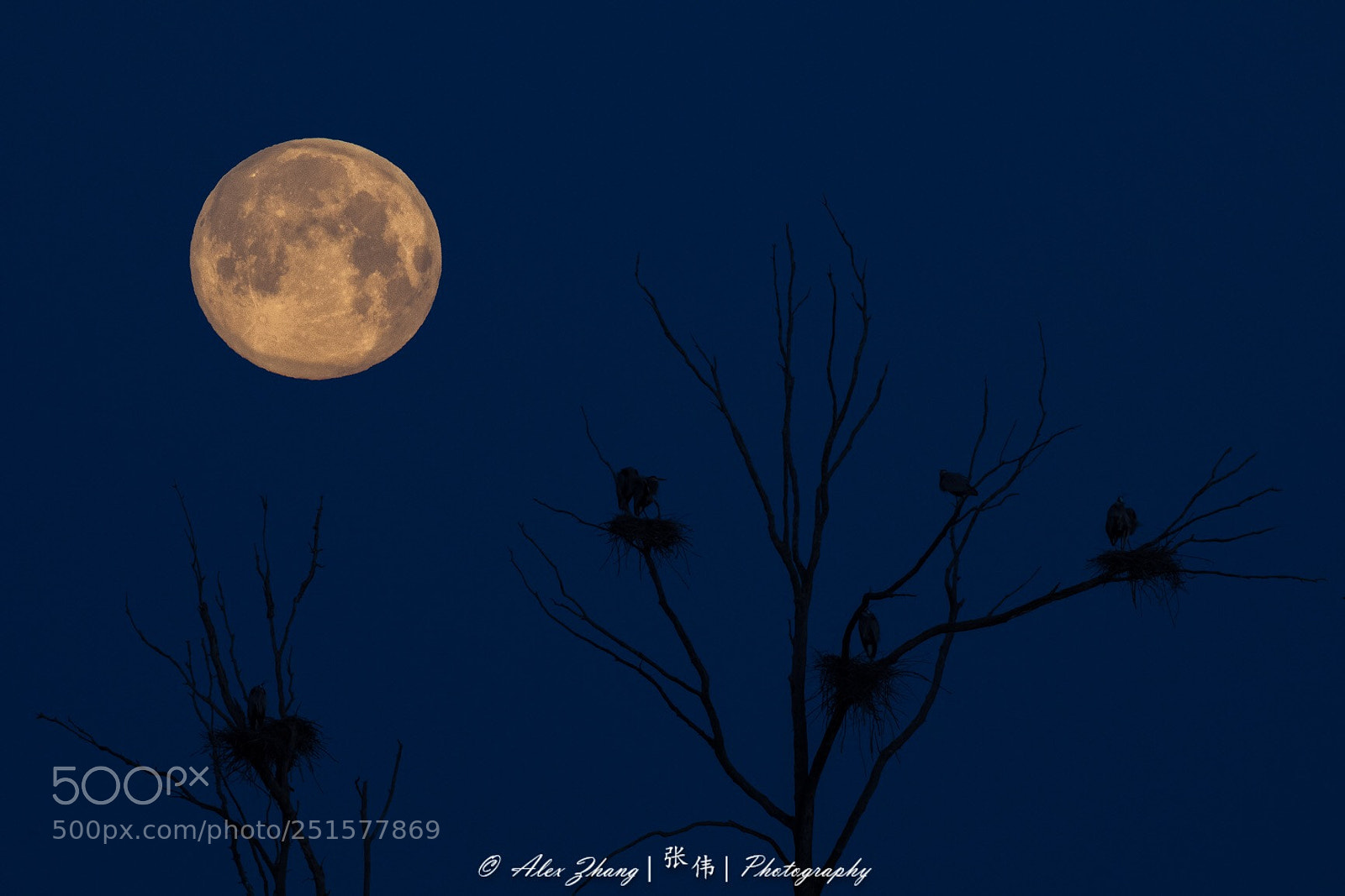 Nikon D500 sample photo. Blue heron nests under photography