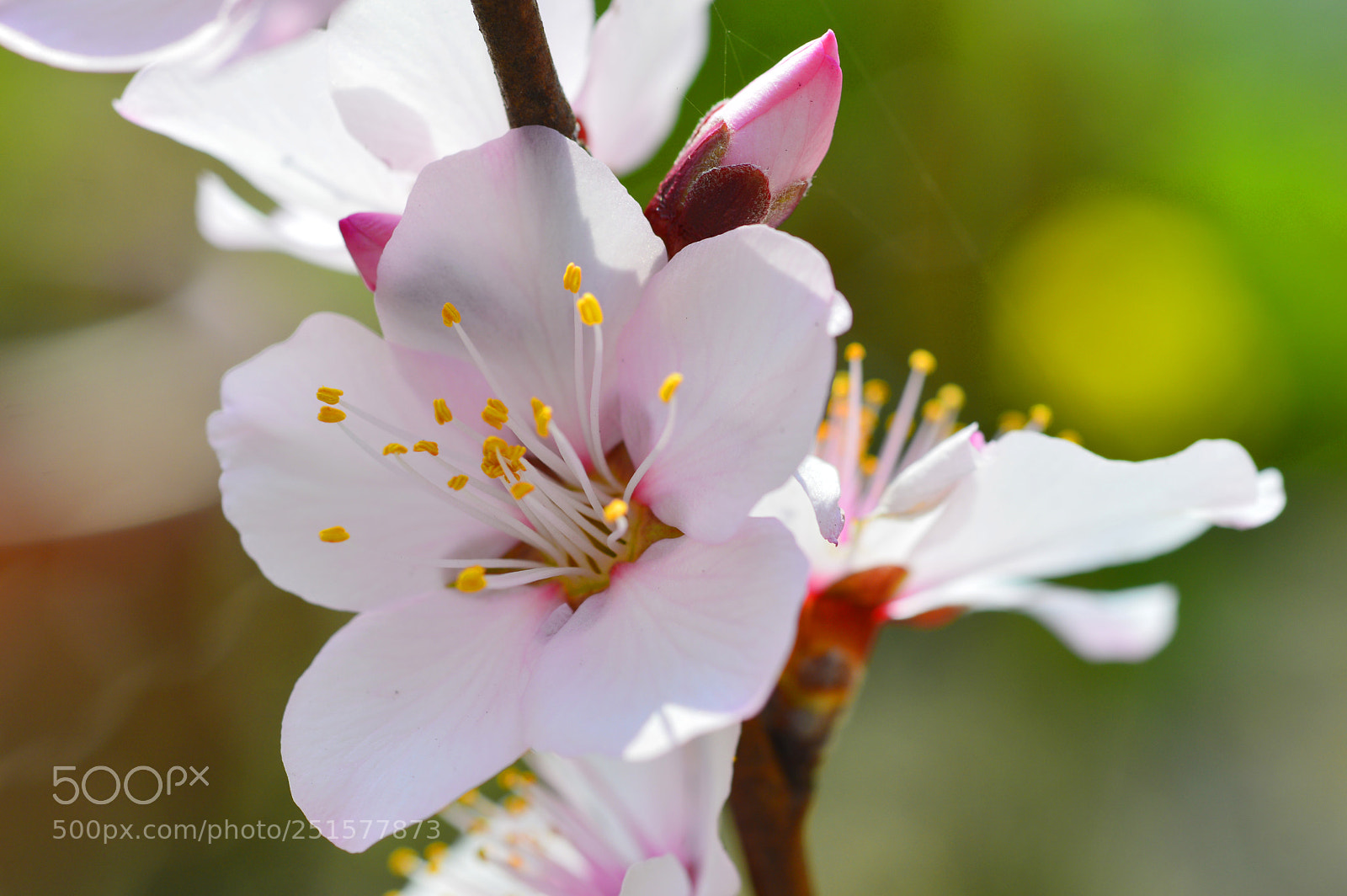 Nikon D3200 sample photo. Spring flower......macro photography